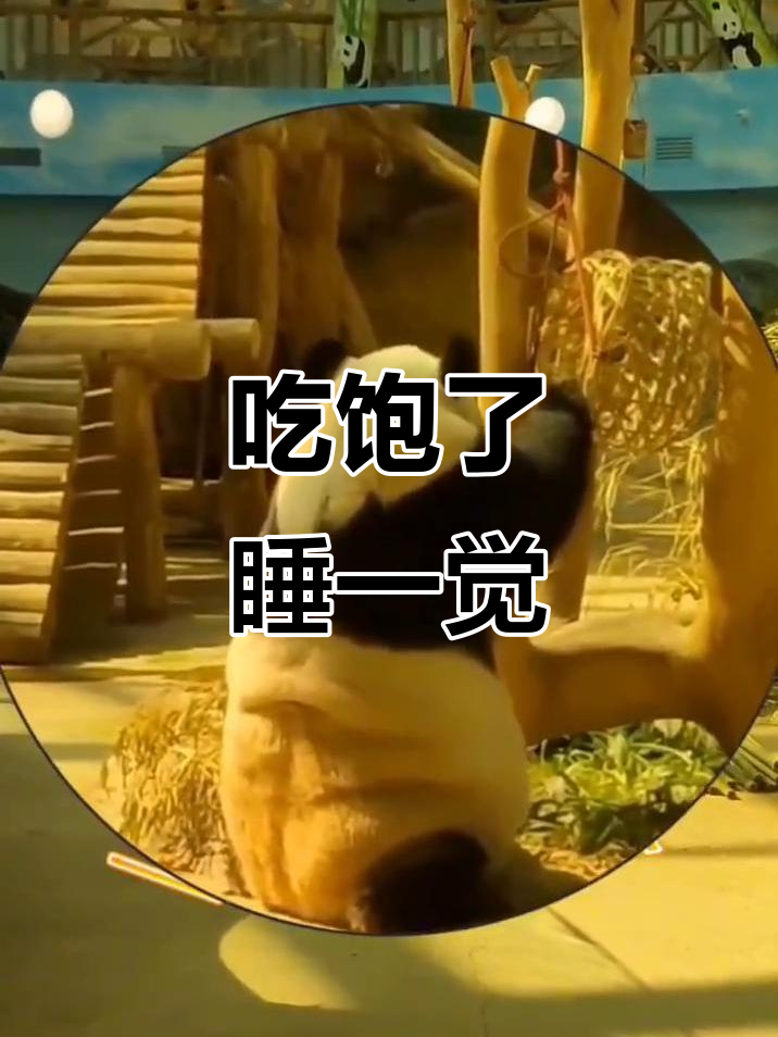 熊猫宝宝饿了,吃饱就睡觉!