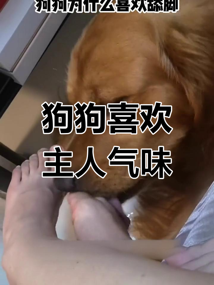 狗狗用嘴含主人的脚