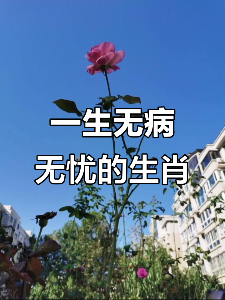  疫情是指什么生肖和动物(叫指什么生肖)