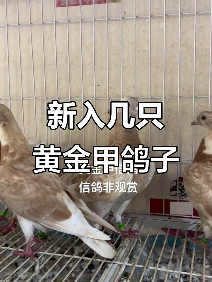 黄金甲信鸽新到,翅膀遮天展翅飞翔
