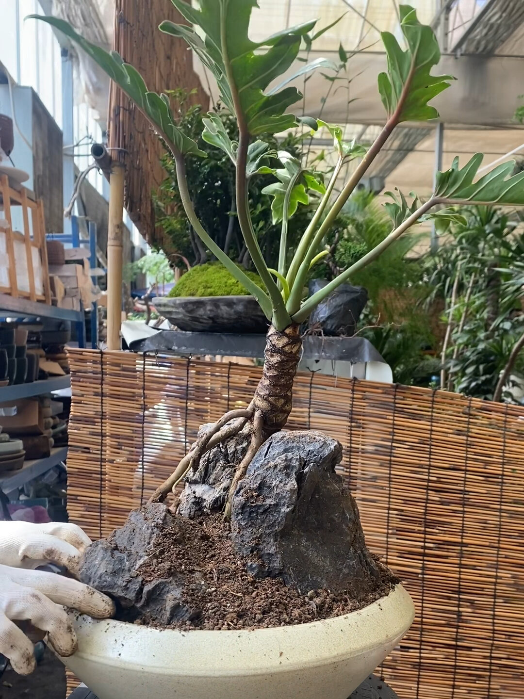 龙鳞小天使盆景(二)