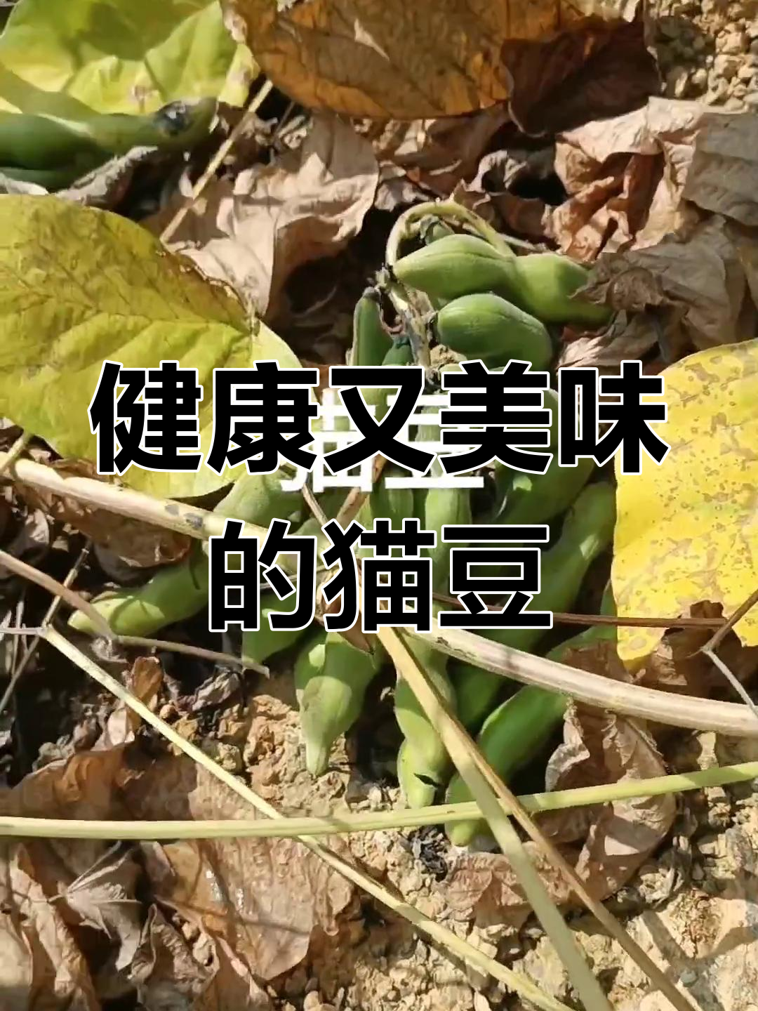 猫豆口感绝佳,种植轻松无药害,常吃助眠效果显著