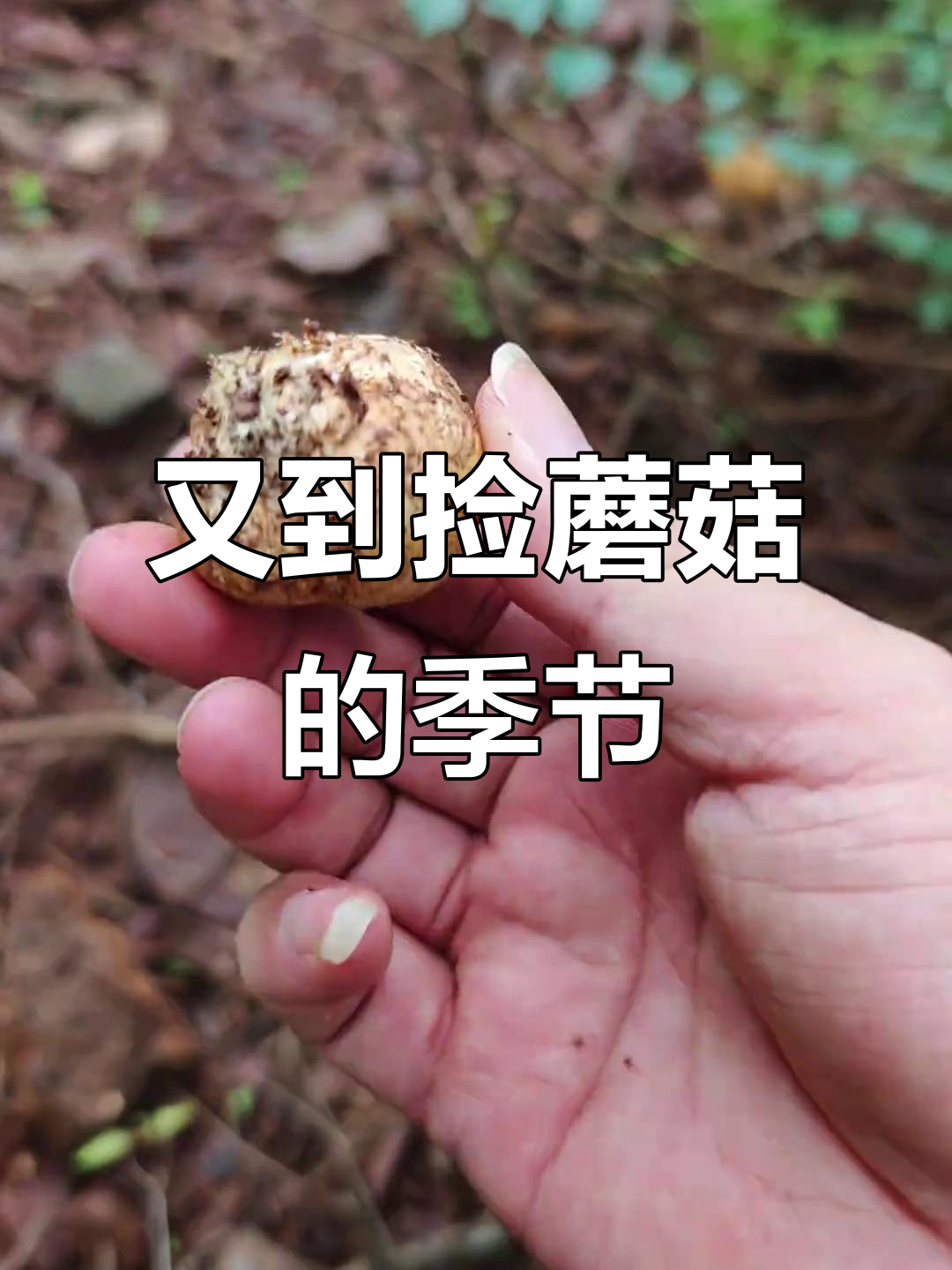 云南石头菇季节来临,味道如何?快来分享!