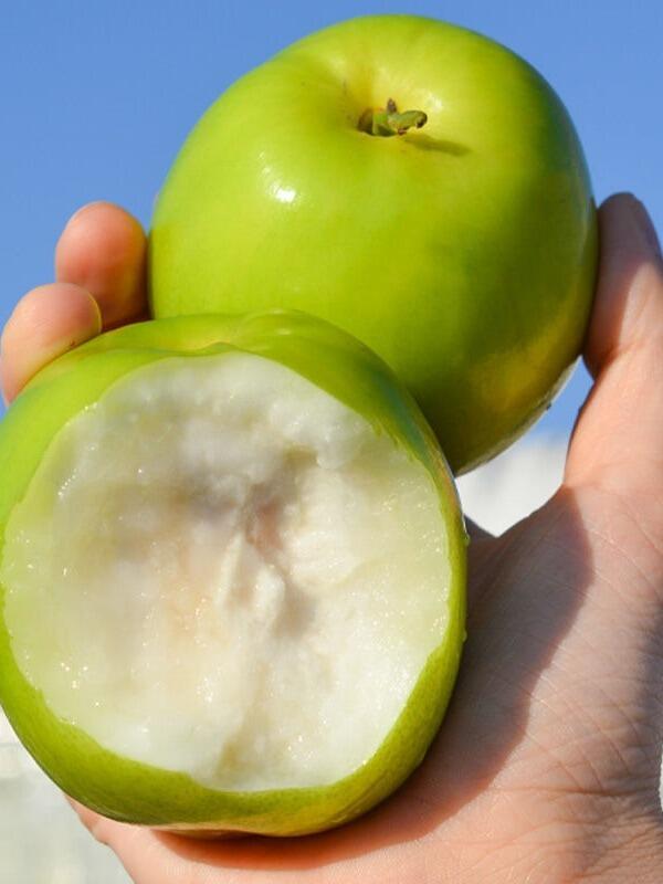 牛奶枣,不是普通的青枣哦