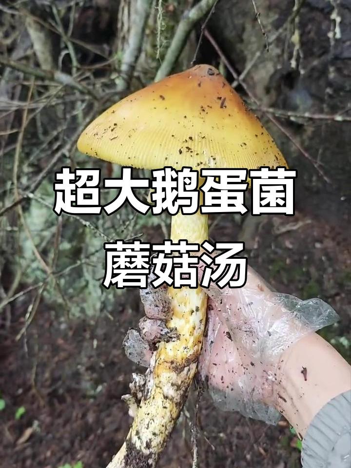 捡到超大鹅蛋菌,蘑菇汤做起来!