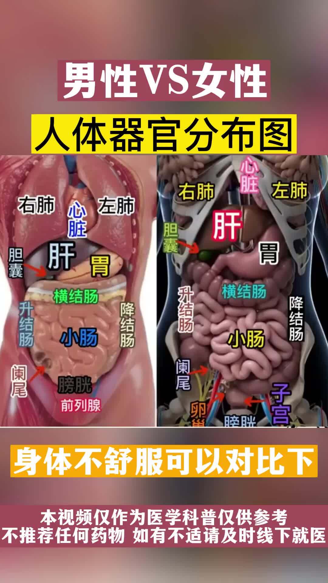 男人身体下方结构图片