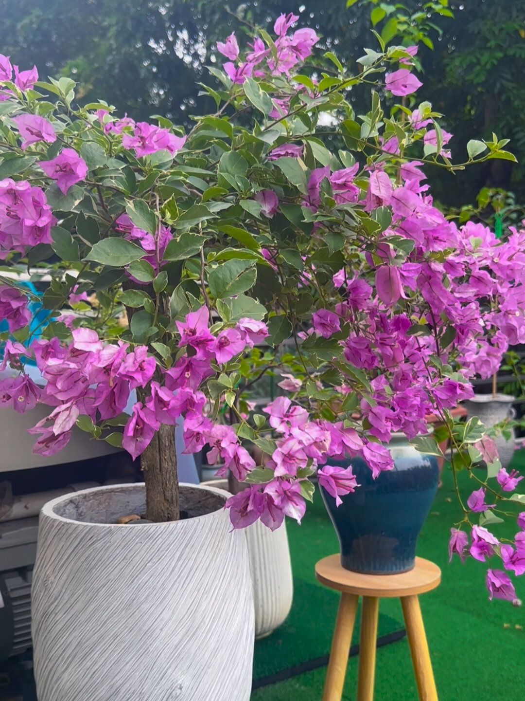 冰淇淋三角梅(银边雪紫)