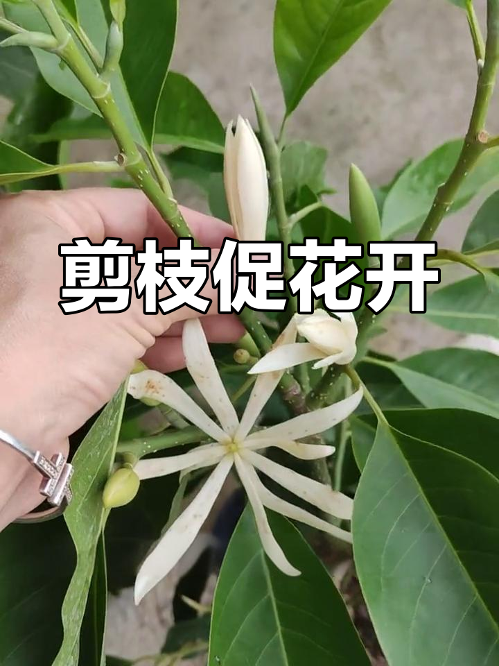 白兰花树修剪图解图片