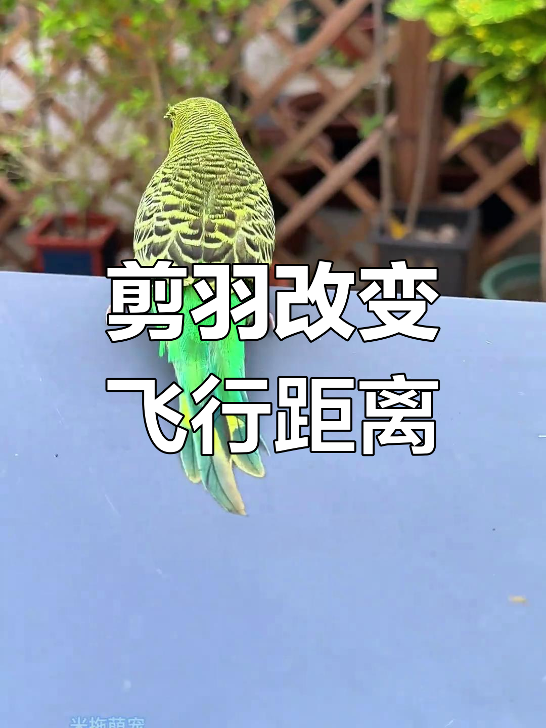 剪羽后的虎皮鹦鹉,飞行能力大变样