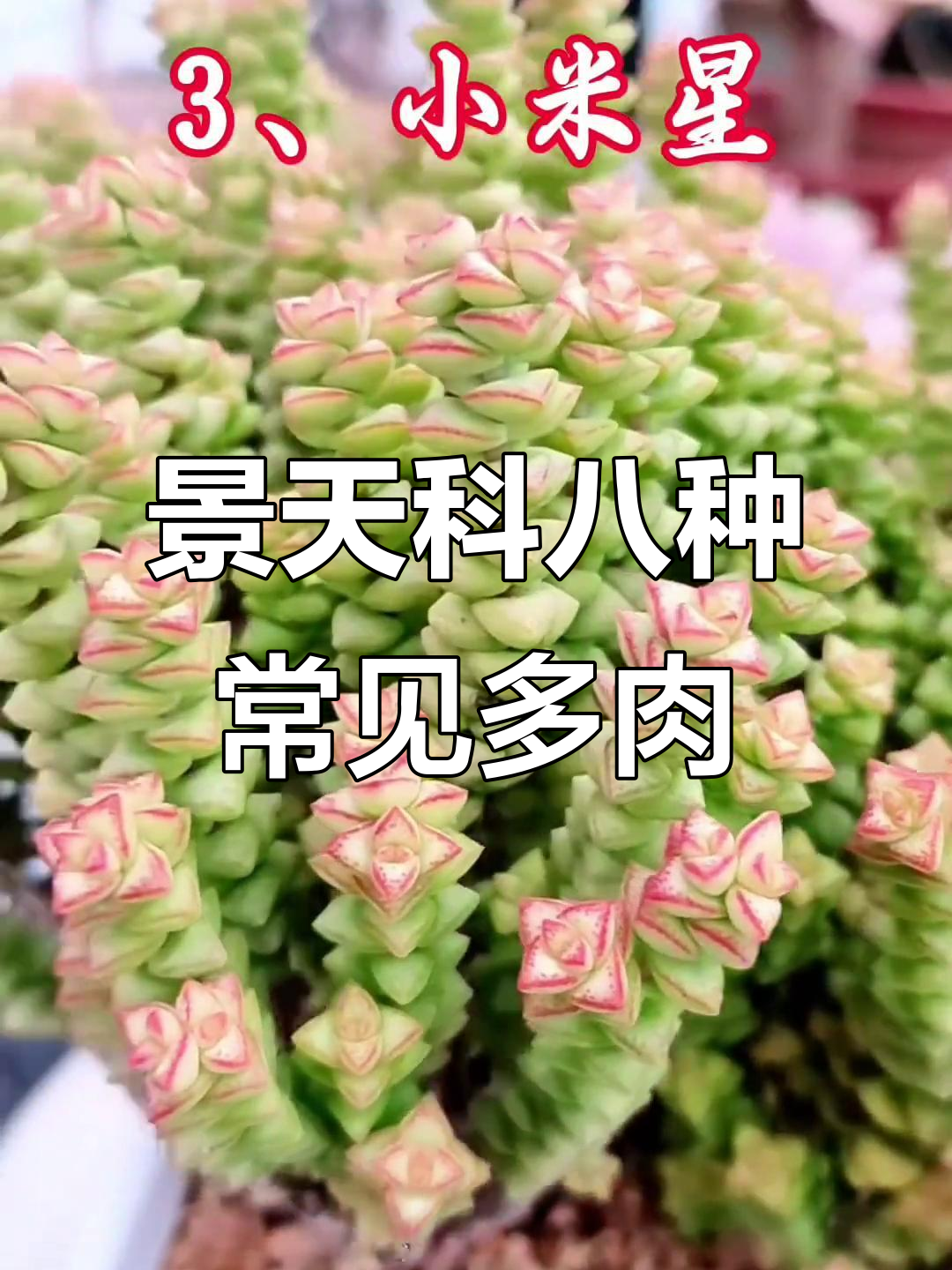 景天科青锁龙属八大经典品种,多肉养护全攻略