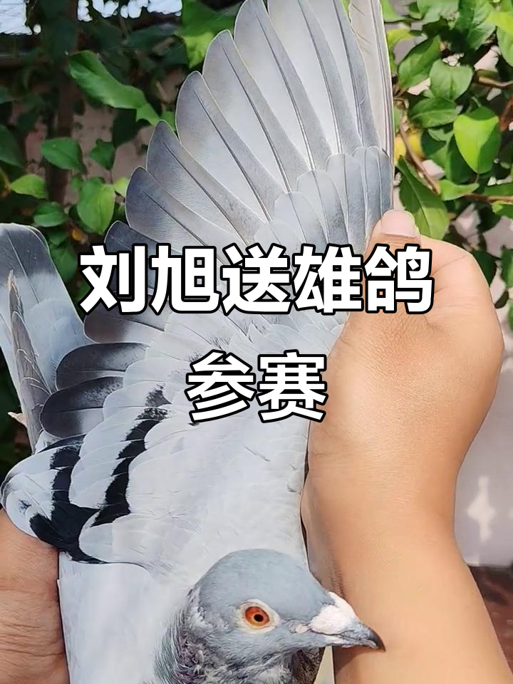 辽宁盘锦翔冠公棚老板刘旭送雄鸽参赛,诚信公棚助力飞翔