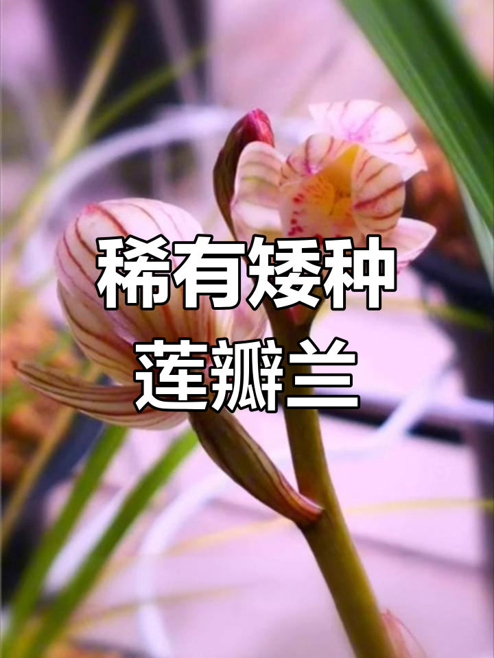 矮种莲瓣兰:国兰珍品,独特魅力让人惊艳