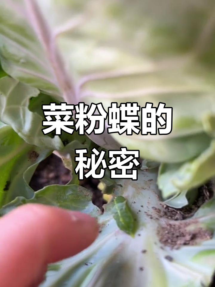 菜粉蝶蛹,见过吗?超有趣!
