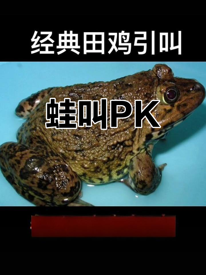 田鸡与癞蛤蟆的叫声大比拼,哪种更有趣?