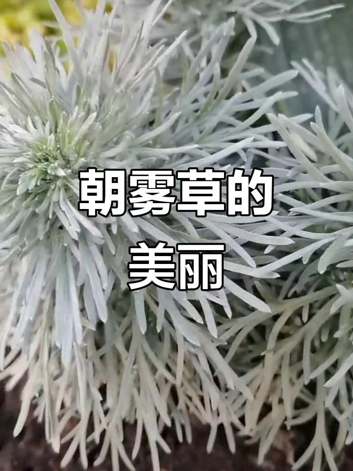 朝雾草,银白如晨露,香气扑鼻,夏季绽放小白花