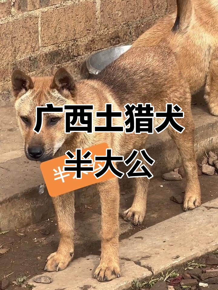 广西土猎犬半大公,忠诚与勇猛并存