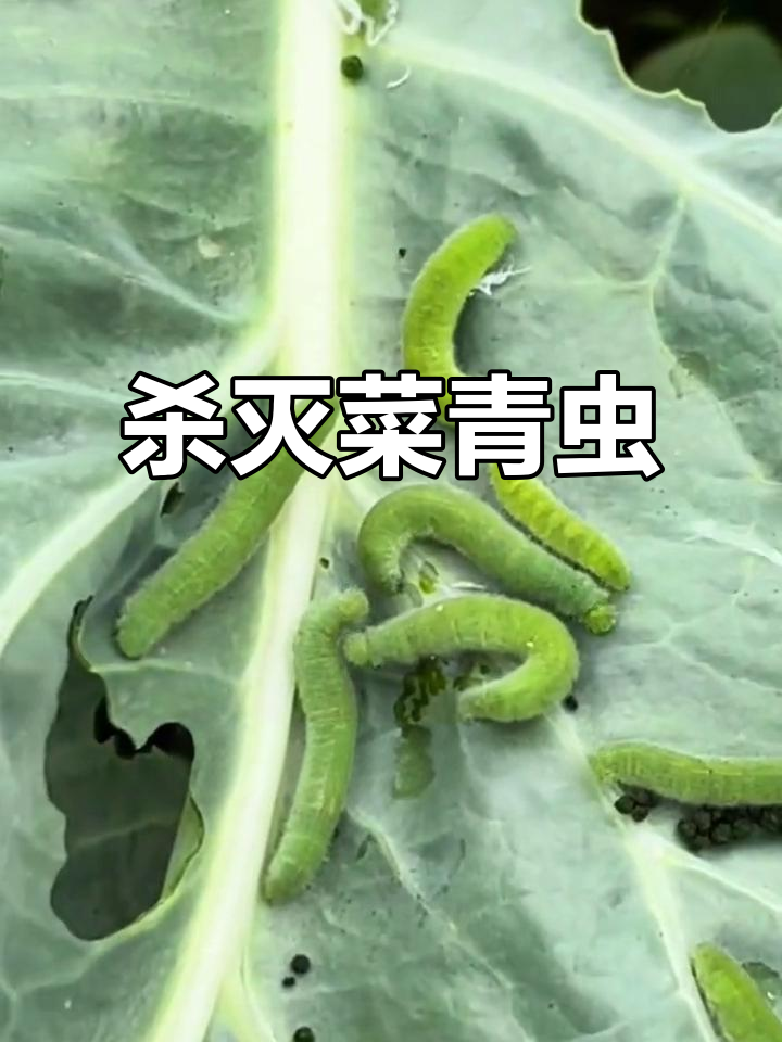 菜青虫危害大,专业套装轻松解决!