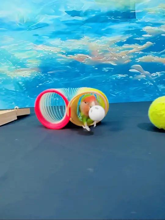 会打篮球的鹦鹉