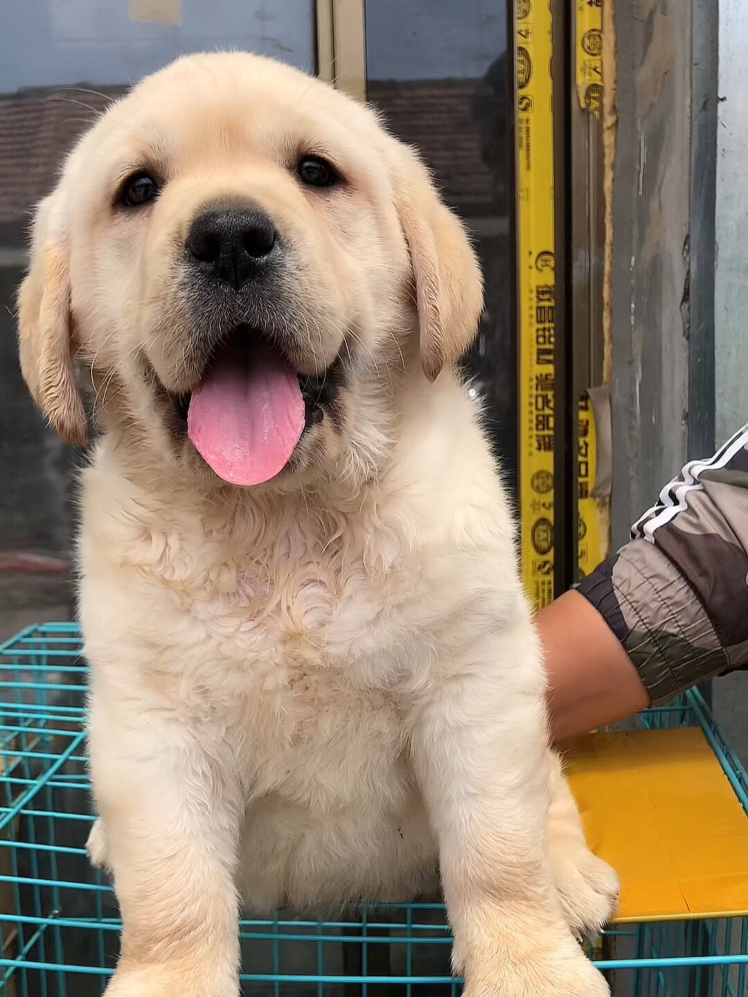 拉布拉多犬多少钱一只