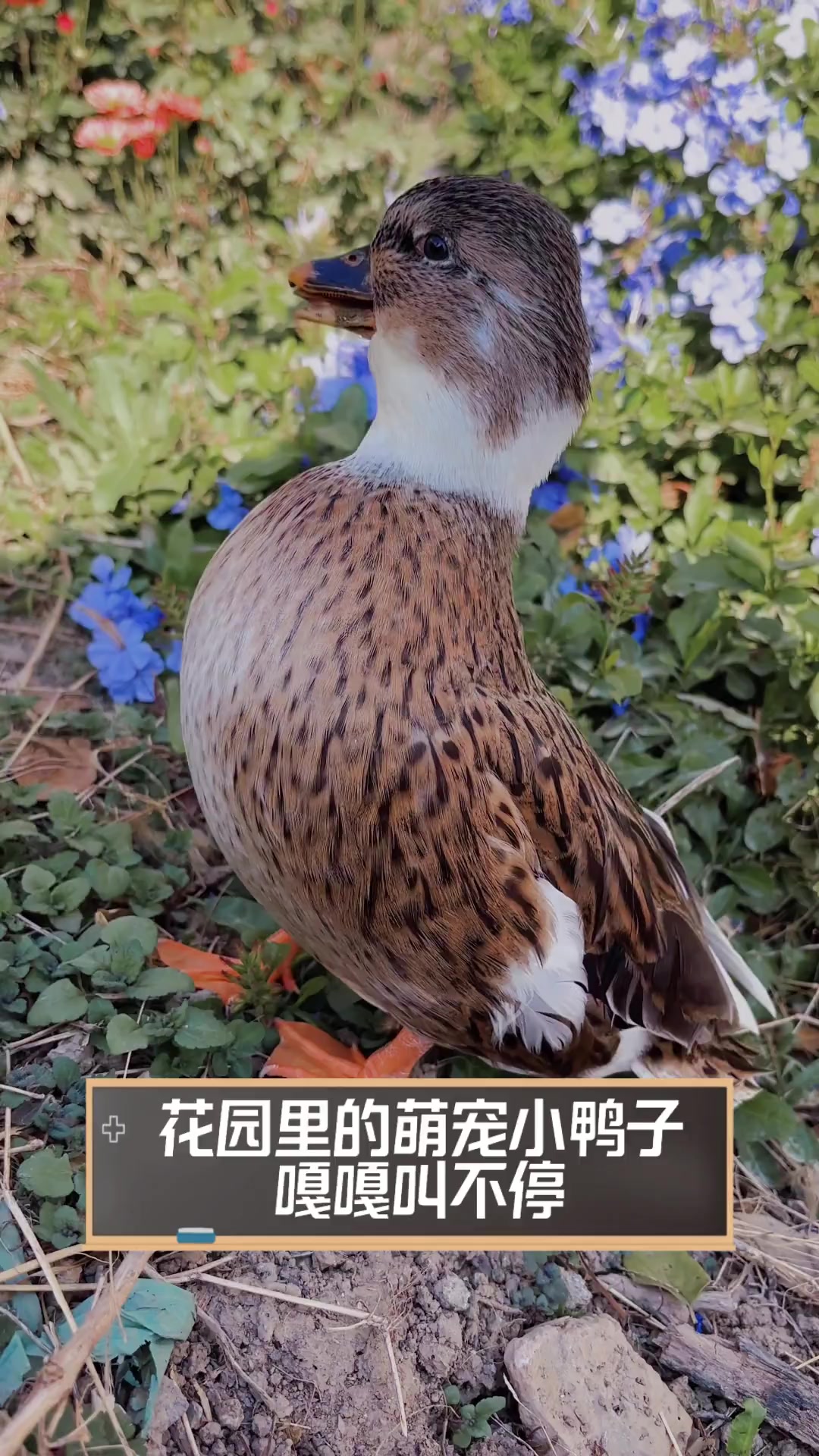 花园里的萌宠小鸭子,嘎嘎叫不停