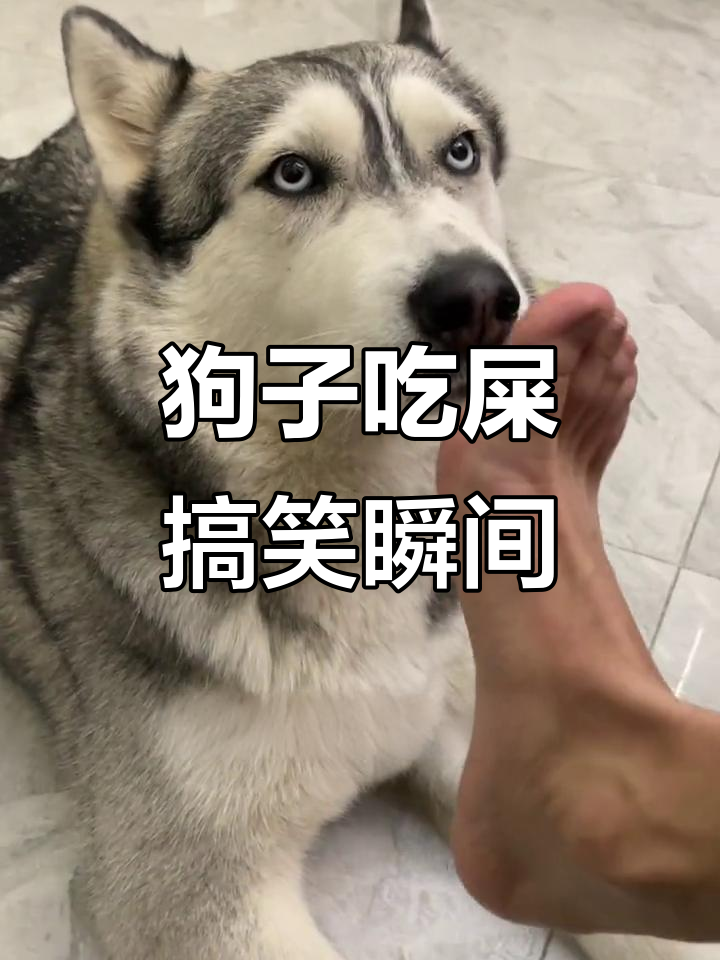 狗狗吃粑粑,表情太搞笑了!