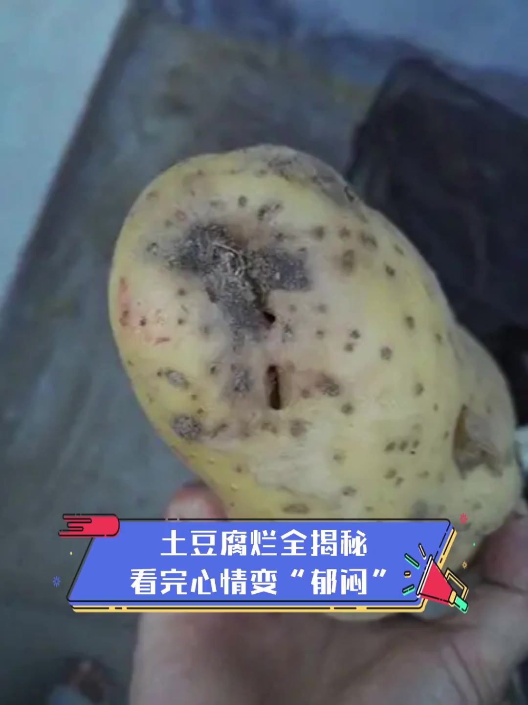 土豆腐烂全揭秘,看完心情变"郁闷"