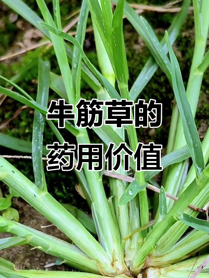 牛筋草:一年生草本植物,竟是中药材!