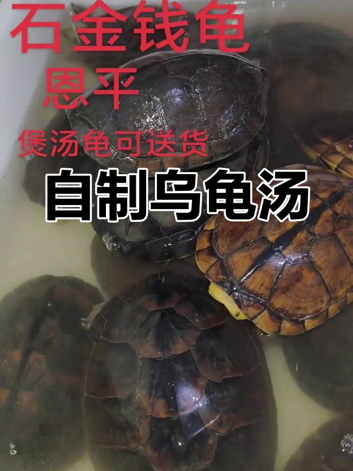 周末在家煲汤,乌龟炖出美味靓汤