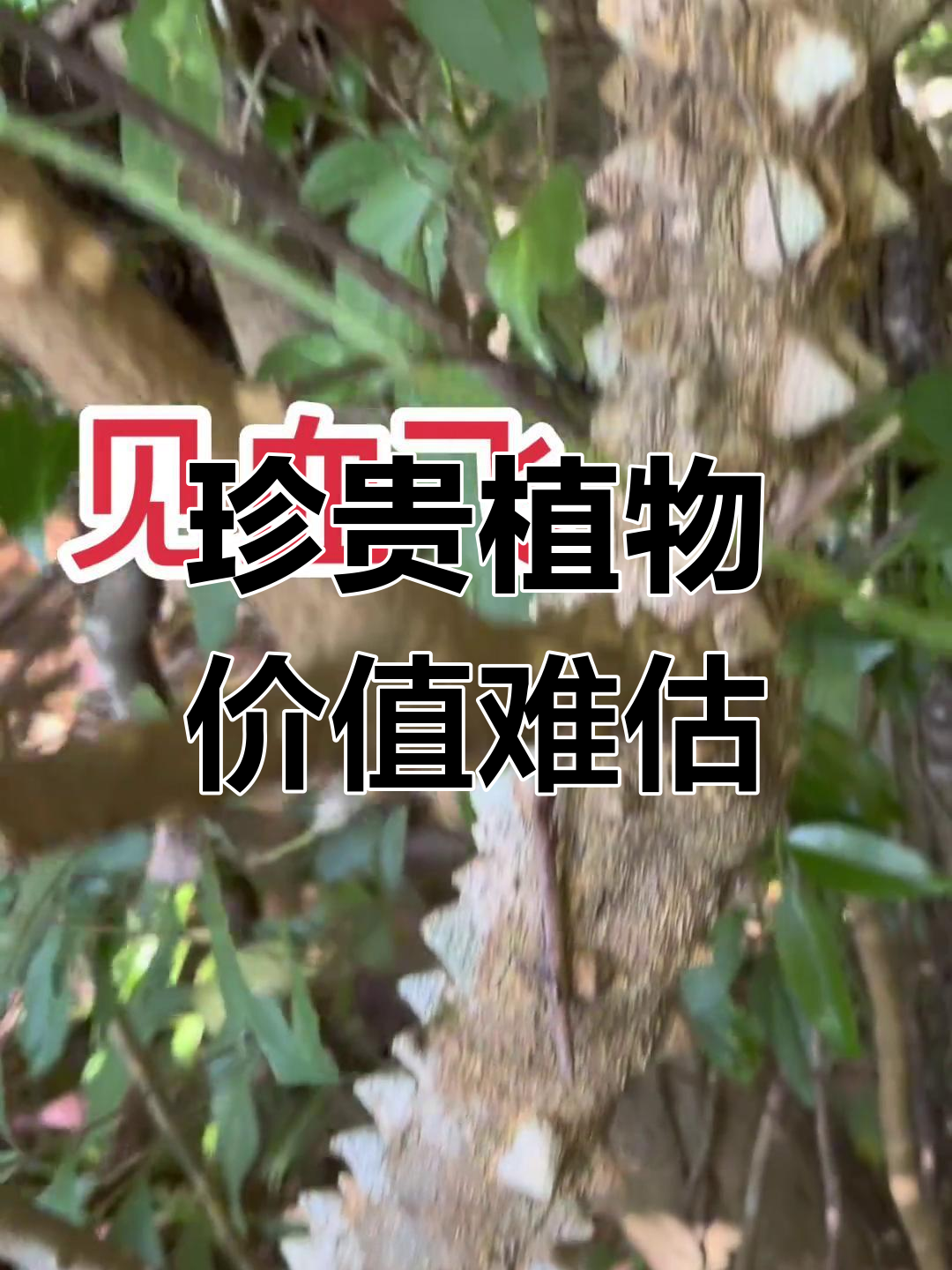见血飞的神奇功效