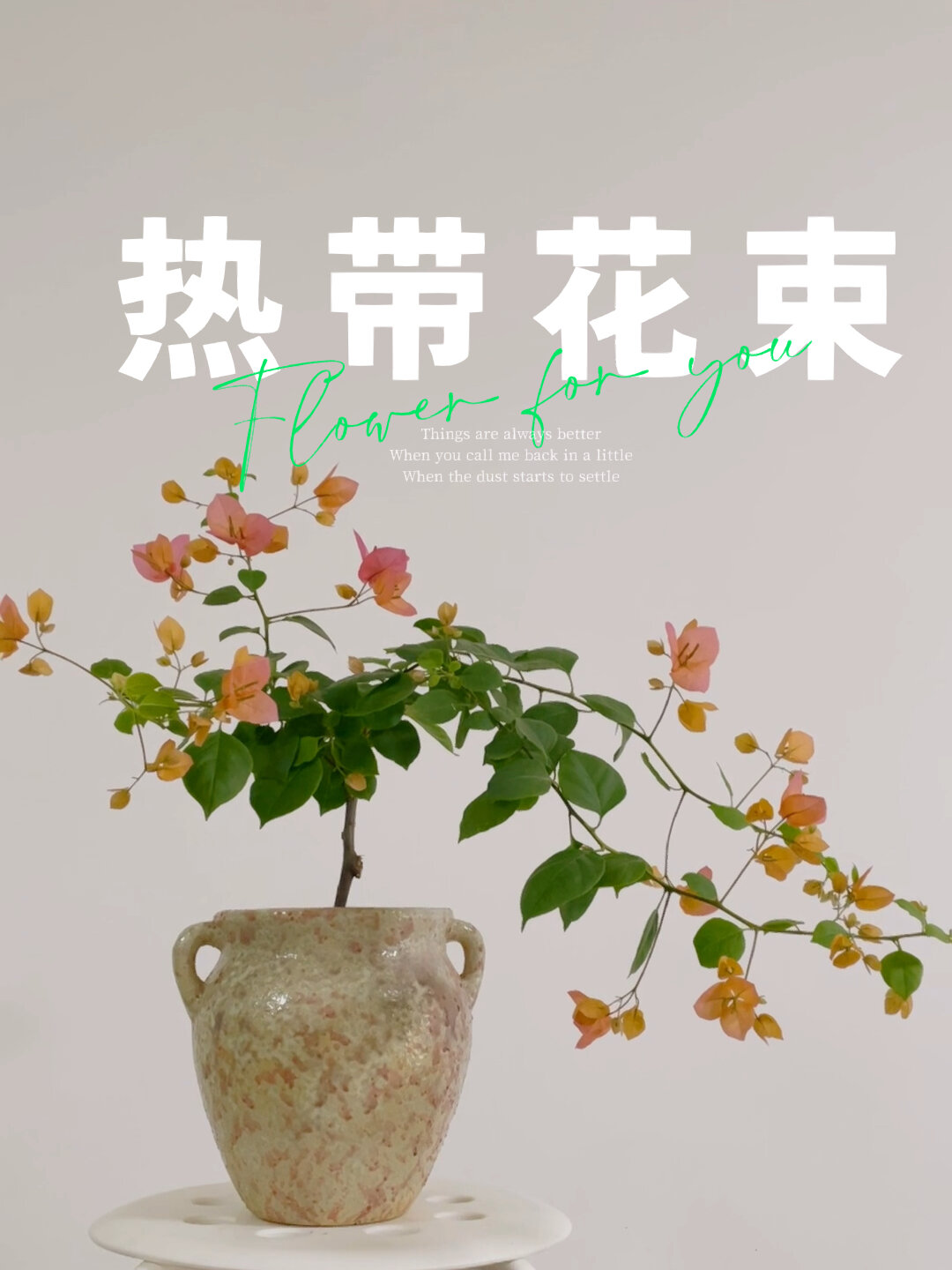 热带花束三角梅花开 我的小快乐