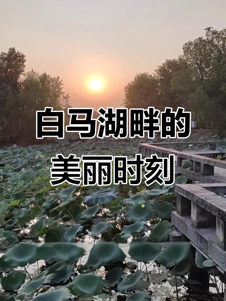 荷塘暮色中的白马湖漫步,感受杭州的美好时光