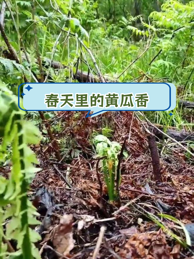 广东菜山野菜营养价值图片