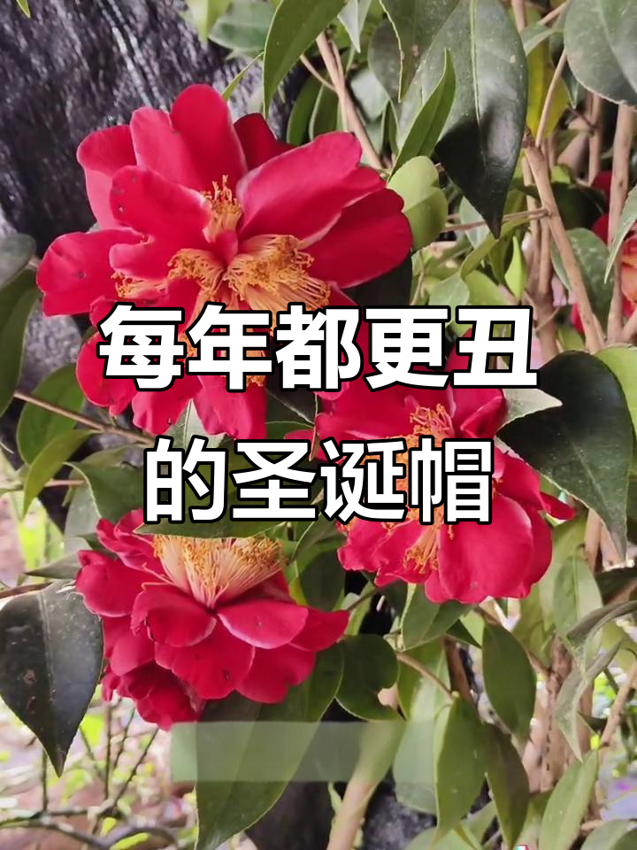 圣诞帽茶花开,每年都变丑,但依然爱你如初