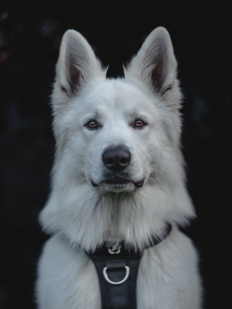 动态特写镜头来啦是你爱的白色瑞士牧羊犬