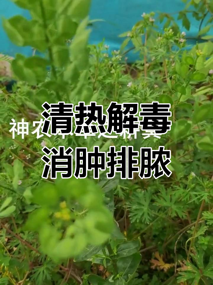 菥蓂药用功效解析
