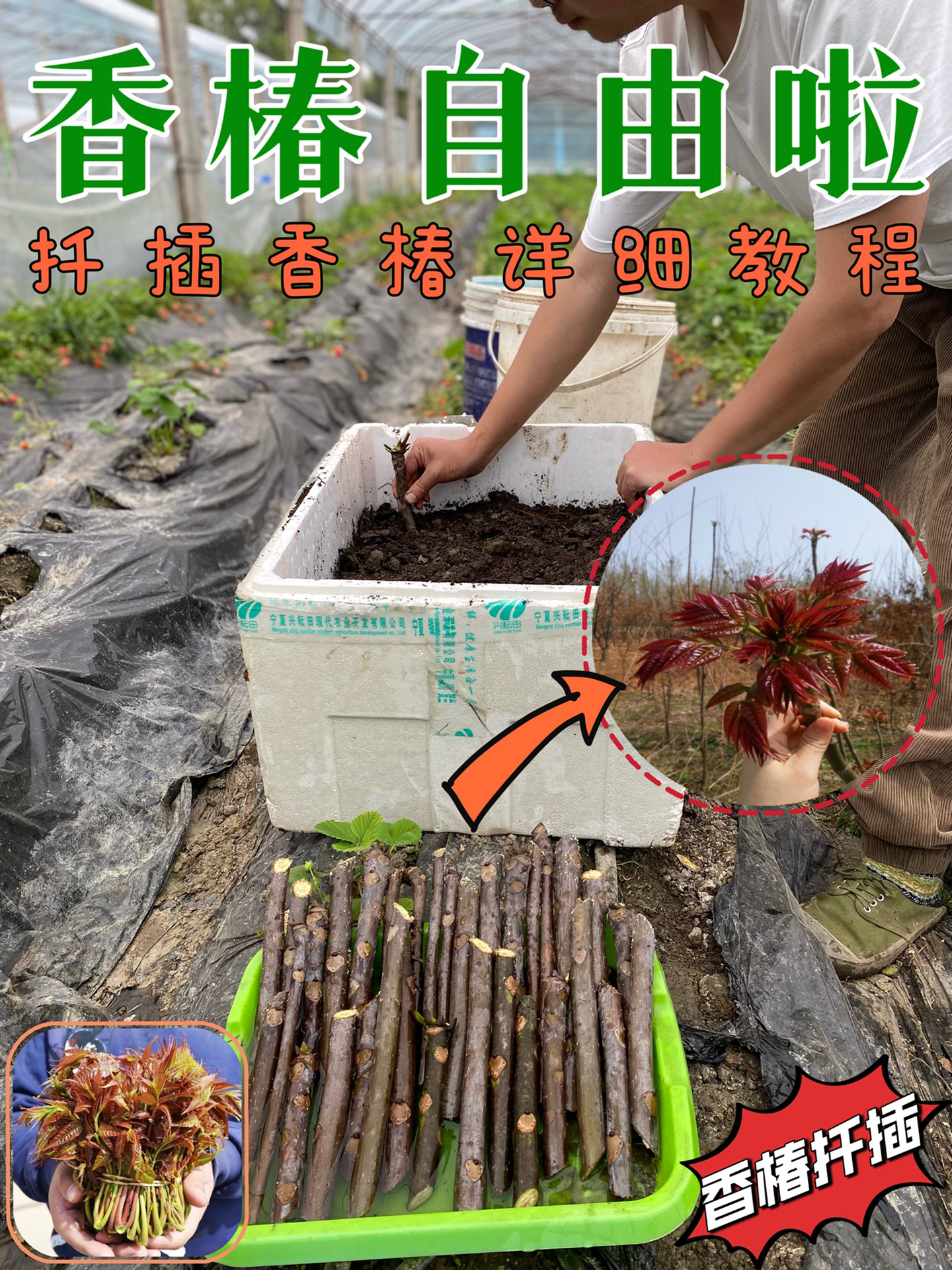香椿扦插教程!让你在家就轻松实现香椿自由!-度小视