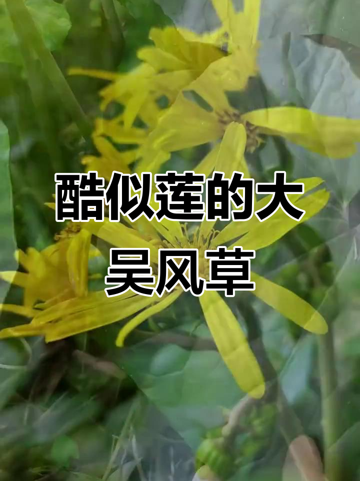 大吴风草:菊科植物中的"莲叶"之王,别名活血莲与一叶莲