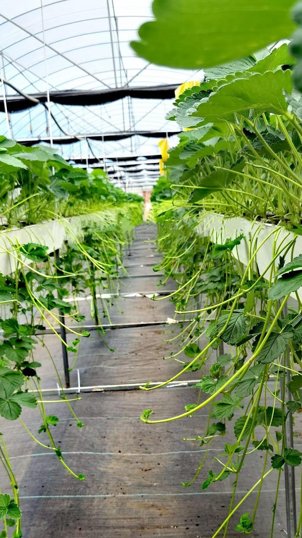 草莓无土栽培架子 种植架摆放的位置 立体种植支架