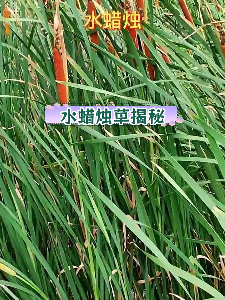 稀有水蜡烛草,生长在水中的珍贵药材