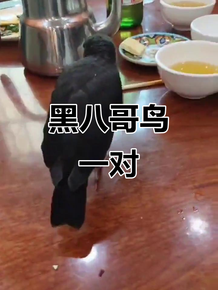 一对黑八哥鸟,公母相伴鸣叫