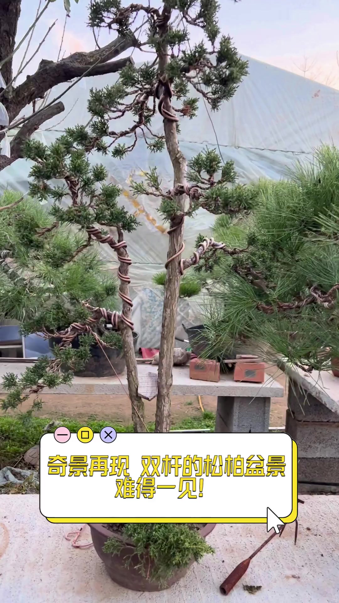 奇景再现,双杆的松柏盆景,难得一见!