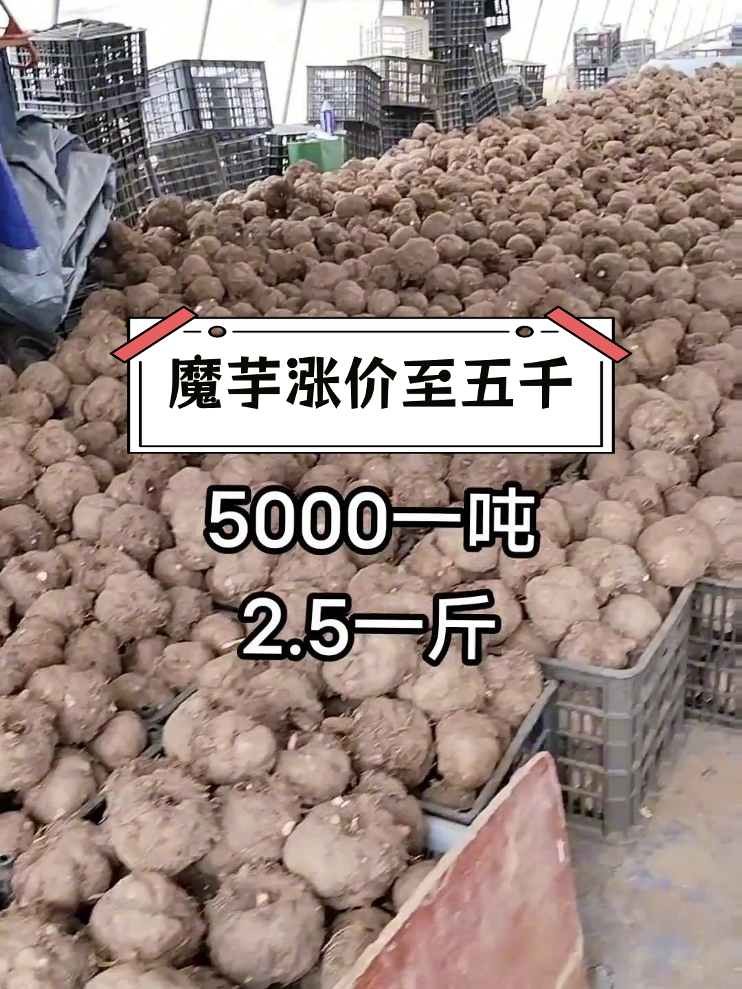 魔芋价格将破6千,湖南产地突破5000元