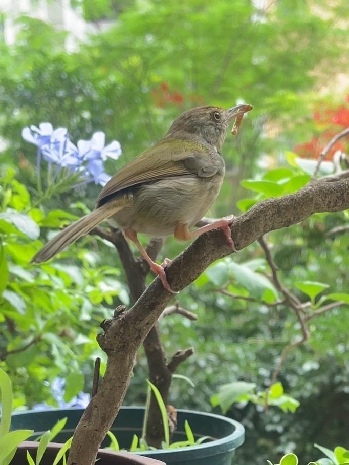 它已经成精 长尾缝叶莺 阳台上的鸟