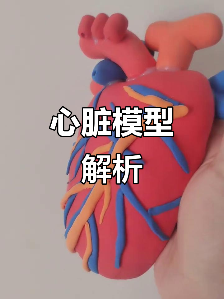 心脏模型展示,了解结构与功能
