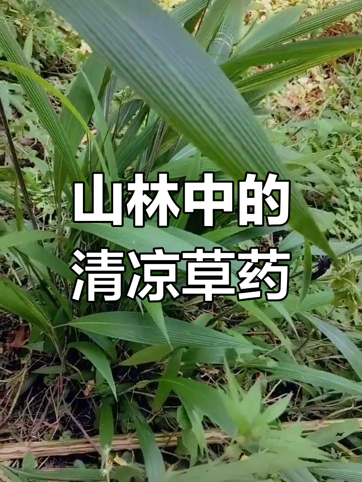 竹叶青草:山林里的清热良药,了解一下