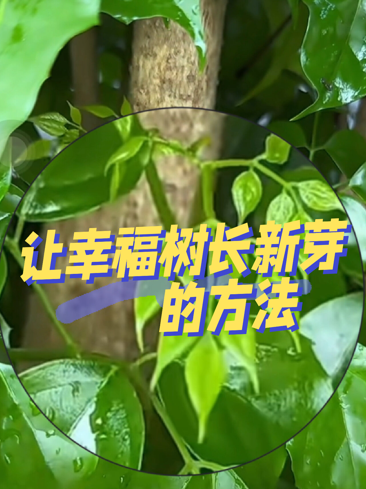 幸福树繁殖图片