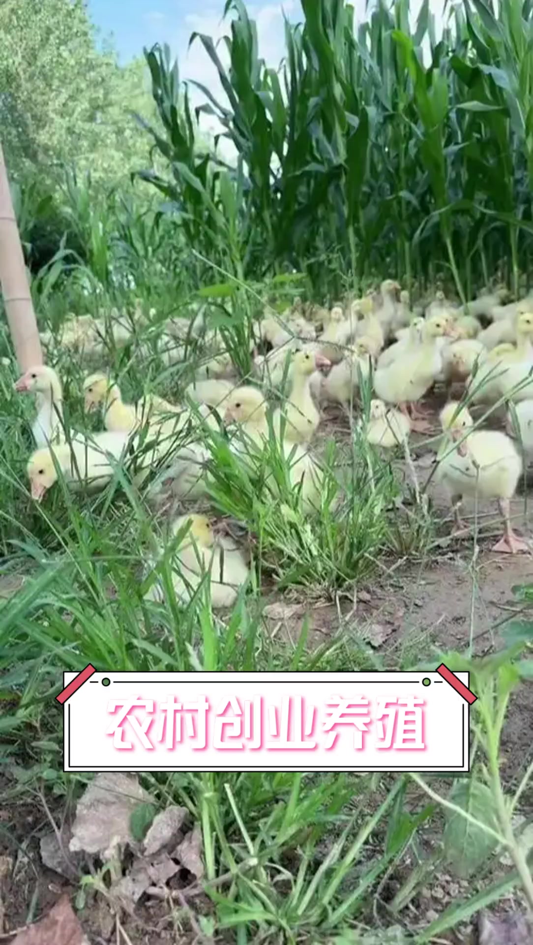 农村搞小型养殖需要什么手续(农村搞小型养殖需要什么手续和证件)