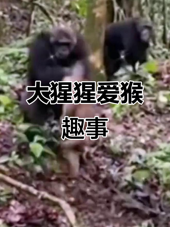 大猩猩模仿猴子蹦跳,太有趣了!