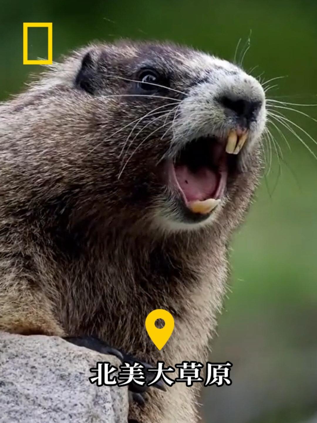土拨鼠的尖叫声