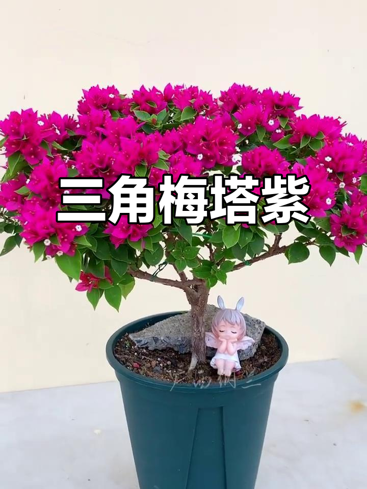 三角梅塔紫:美丽与坚韧的完美结合